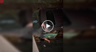 Ведмідь заліз у машину за їжею і вкусив чоловіка