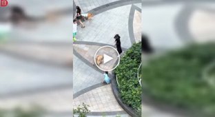 Seven-year-old girl tries to break up a dog fight