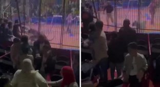 In Egypt, a tiger bit off the hand of a circus worker during a show (1 photo + 2 videos)