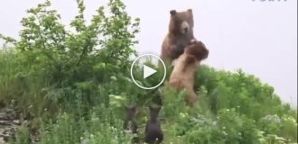 In Alaska, a female bear fiercely defended her cubs from a giant grizzly