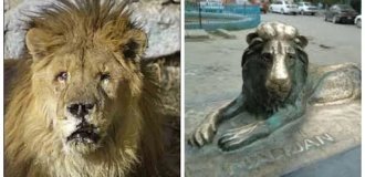 Memorial of the lion Marjan and his sad story (8 photos + 1 video)