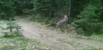 8 seconds of a deadly battle: a camera trap captured a fight between a wolf and a lynx (7 photos)