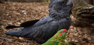 Two very different parrots became best friends (5 photos + 1 video)