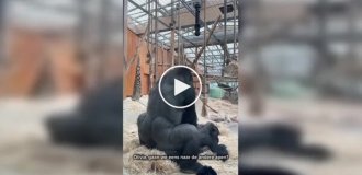 Антверпенський зоопарк вирішив показати природу без цензури