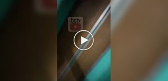 Женщина застукала парочку, решившую уединиться в лифте
