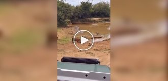 Warthog leads its young to water, where a crocodile lies in wait