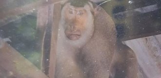 В Таиланде дикая мартышка загрызла пенсионера (5 фото)