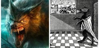 Вовк з Ансбаха та його нетипова історія (7 фото)