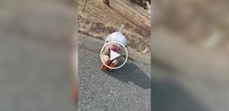 Жахливі сліди від гальмування