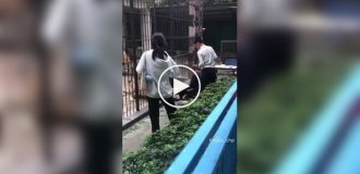 10-річна дівчинка ледь не загинула через недбалість працівника зоопарку