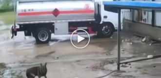 A dog miraculously survived a hurricane