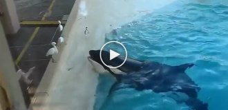 A killer whale lures birds with fish