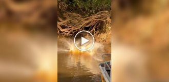 Ягуар атакует аллигатора: туристы стали свидетелями редкой сцены