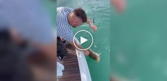 Fisherman stung by caught stingray