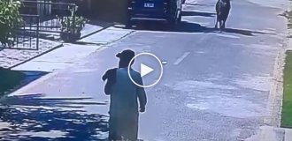 “Imbecility and courage”: a man stood in the way of a bull
