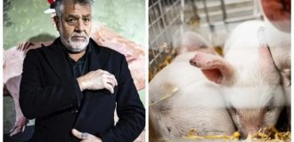 In Denmark, an artist staged a performance in which he decided to starve piglets to death (5 photos)