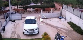 A cow almost trampled a woman with a child