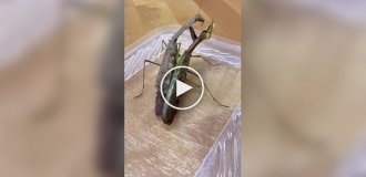 Вот и вся любовь