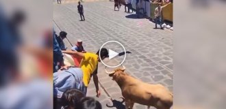 В Мексике тореадора сбил второй бык во время представления