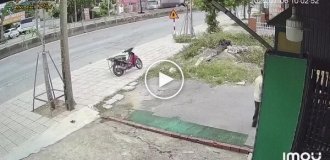 Бык напал на хозяина во Вьетнаме
