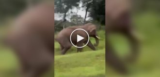 An elephant attacked a selfie-lover