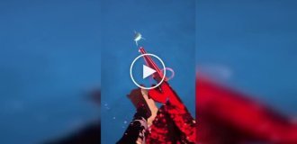 Акула едва не лишила дайвера ноги во время погружения у берегов Фиджи