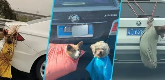 Мішки з лапками: дикий спосіб перевезення собак та кішок китайцями (5 фото + 1 відео)