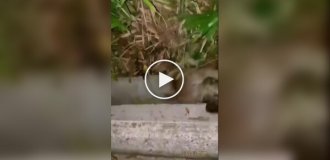 Чоловік врятував кішку, яку схопила змія