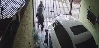 В Бразилии мужчину укусила сторожевая собака при попытке кражи