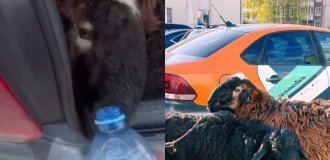 In Russia, a car sharing car was stopped, in the trunk of which migrants were carrying sheep (2 photos + 2 videos)