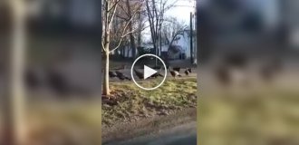 Boston resident recorded a strange video of turkeys walking in circles around a dead cat