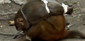 Why are some monkeys "knitted" and imprisoned in India? (5 photos)