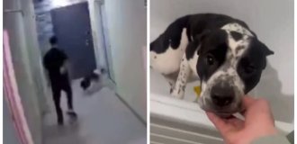 Небайдужі люди врятували собаку, якого бив господар (1 фото + 6 відео)