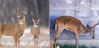 Two Americans died from zombie deer disease (4 photos)