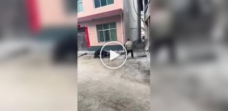 Aggressive boar somewhere in China