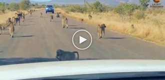 A troop of baboons beat up a leopard that attacked one of them