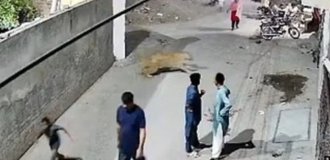 The owners of a lion who attacked a woman with children were arrested in Pakistan (3 photos + 1 video)