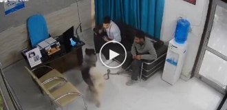 In India, a husky attacked a guy at a veterinary clinic