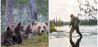 The Swedes staged a massacre of local bears (4 photos)