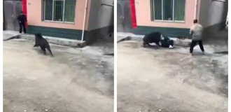 A wild boar brought chaos to a Chinese village (2 photos + 1 video)