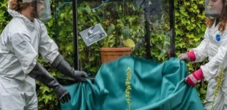 The most poisonous plant in the world: a man accidentally used leaves as toilet paper and shot himself (3 photos)