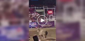 During the rodeo, a bull jumped over the fence and attacked spectators