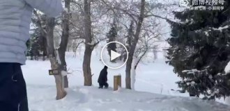 Снежный барс атаковал туристку в Китае
