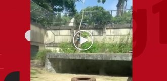 A lioness attacked a guy who climbed into her enclosure