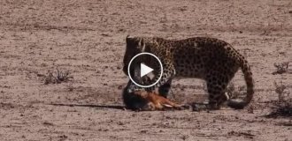 The leopard caught the jackal, who escaped and outwitted the predator