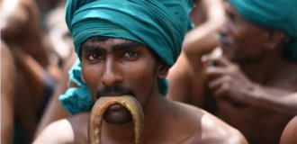 Bite the rat: an unusual protest in India (5 photos)