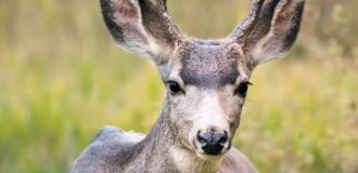 Болезнь, превращающая оленей в зомби, распространяется по США (7 фото + 1 видео)