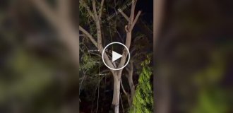 Tree cutting down went wrong