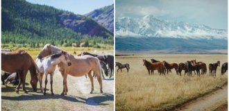 In Altai, a man cut the horses on which schoolchildren earned money for things for school (2 photos + 1 video)