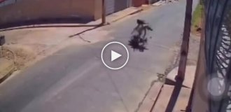 Столкновение с лошадью